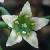bastardcflotoadflax1