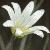 cgreaterflostitchwort1a