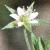 cthreefloveinedsandwort1