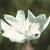 cwhiteflocampion1