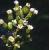 canadiancflofleabane1