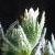 corngromwellcflo1a