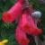 eccromocarpuscfloscaberfcarmineusroseland1