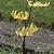 erythroniumflotpagoda1a