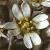 fcommonflotwhitlowgrass1a