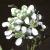 fgardenflotcress1a