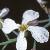fgardenflotradish1a