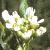 fgarlicflotpennycress1a