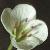 flargeflotbittercress1a