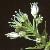 fnarrowflotleavedbittercress1a