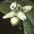 fspindleflottree1