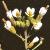 fthaleflotcress1a