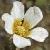 fthreadcolfloleavedcrowfoot1a