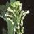ftowerflotmustard1a