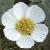 fvariouscolfloleavedcrowfoot1a