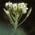 fwallflotwhitlowgrass1a