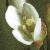 fwavyflotbittercress1a