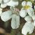 fwildflotcandytuft1a