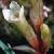 fieldcflogentian1