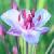 floweringcflorushbritishflora1a