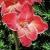 gladioluscfloatomrvroger1
