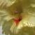 gladioluscfloblushingblondenagc1