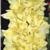 gladioluscflofancyrufflesnagc1