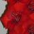 gladioluscflohuronfoxncoe1a