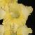 gladioluscflojayveencoe1