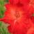 gladioluscfloscarletstarletnagc1a