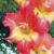 gladioluscflotabascocatnagc1