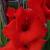gladioluscflo1carthagorvroger1