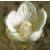grasscfloofparnassus1a