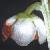 greatercflowintergreen1