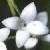 hedgecflobedstraw1a