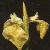 irisflotpseudacorus1