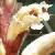 ivycflobroomrape1