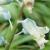 lachenaliacflounifoliarvroger1a
