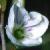 marshcflospeedwell1a
