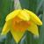 narcissuscfloarmadadeeproot1a