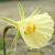 narcissuscflobulbocodiumdeeproot1a