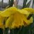 narcissuscflocarltonrvroger1