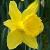 narcissuscflodutchmasterdeeproot1