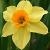 narcissuscflofalconetdeeproot1a