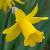 narcissuscflosmalltalkdeeproot1