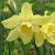 narcissuscflo1pipitdeeproot1