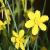 narcissuscflosbabymoonkevock1a