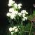 northerncflosbedstraw1a