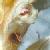 oxtonguecflobroomrape1