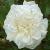 rosaprosperitycflorogerltd1